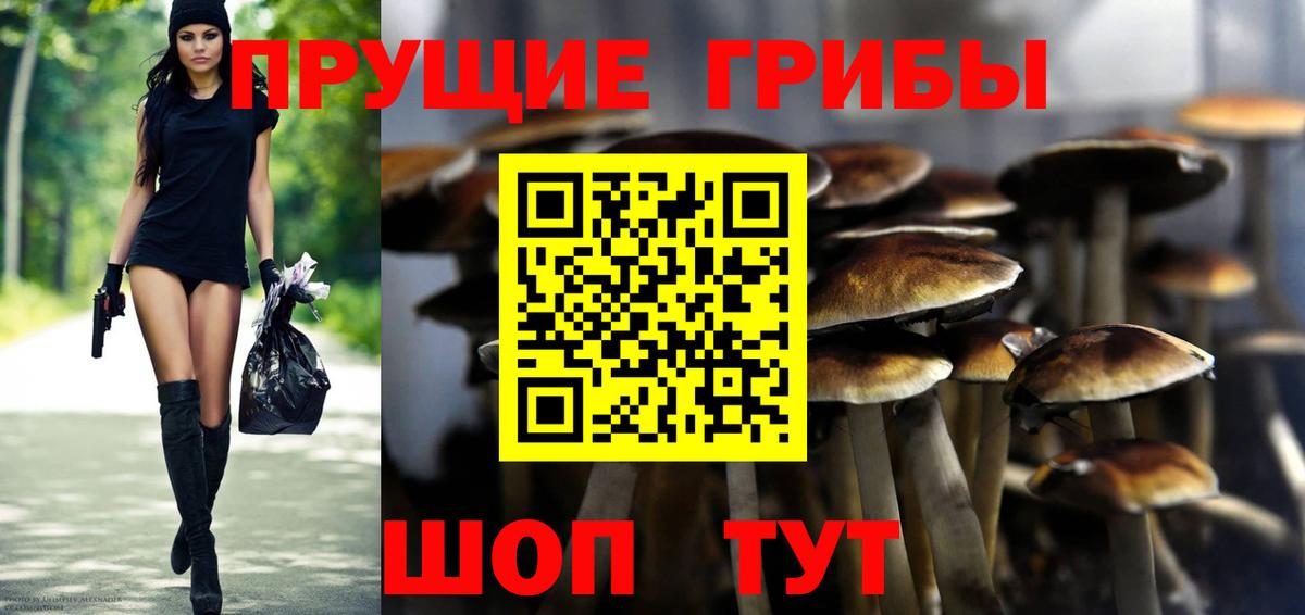 Псилоцибиновые грибы Psilocybe Советская Гавань